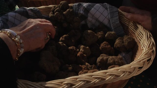 Discovering gourmet organic truffle spores in the rustic fields