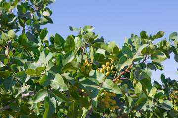 Pistachio nut tree with unripe pistachios