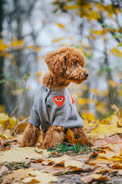 A cute red toy poodle wearing a gray knitted sweater with heart patches sits on autumn leaves outdoors. Warm colors, cozy fall atmosphere, and adorable pet portrait.