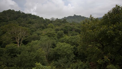 Obraz premium Nature photography featuring lush greenery and trees, seasonal change