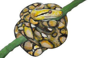 Acrylic painted boa constrictor on a white background