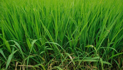 Obraz premium Close-up of a lush grass field with dew-laden blades, showcasing seasonal change