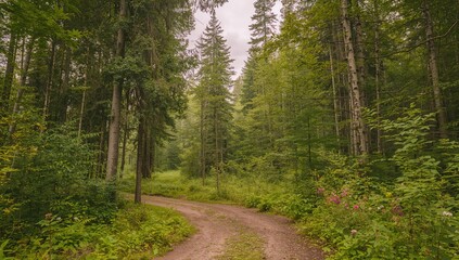 Fototapeta premium Stroll amid the dense woodland up north