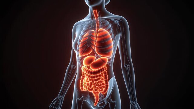 3D rendering of human internal organs, showing respiratory and digestive systems.