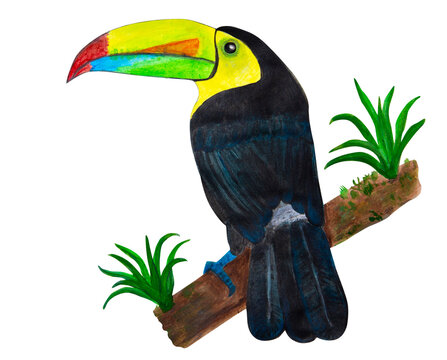 Toucan bird painted with acrylic paints on a white background.