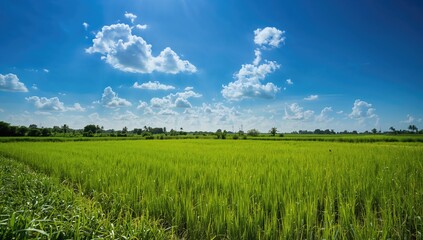 Paddy Field Beneath Clear Sky, Seasonal Change