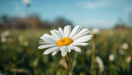 Close-up of a single daisy in a meadow