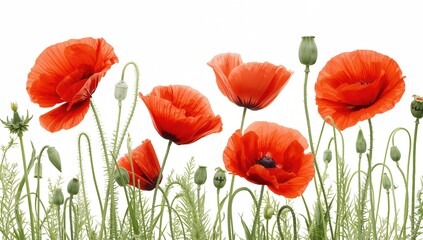 Red poppies on a white surface, suitable for text overlay