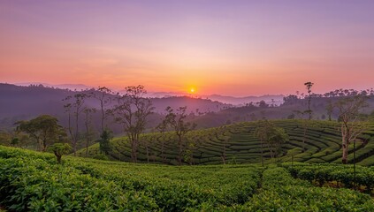 Tea plantation surrounded by trees at sunset, showcasing natural beauty and tranquility