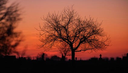 Silhouette of a leafless tree against a sunset backdrop, reflection of seasonal change