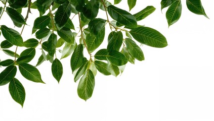 Obraz premium Tropical Foliage Featuring Tree Leaves and Branches on a White Background, Ideal for Editorial Header Background