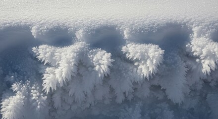 Intricate frost formations clinging to the edge of a snowdrift on a bright, sunny day.