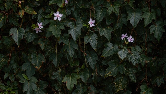 Tetrastigma vine with tendrils and lobed leaves, potential invasive species risk