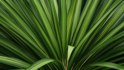 Dracaena reflexa leaves creating a lush green background, ideal for nature-themed designs