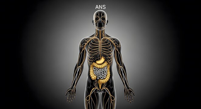 Autonomic nervous system diagram, Human Anatomy Illustration Autonomic Nervous System and Digestiv