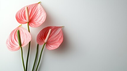 Fototapeta premium Beautiful Pink Anthurium Flowers on White Background in a Serene Arrangement