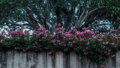 Pink and purple blooms emerging from a concrete wall adjacent to a tree with hanging cables, urban decay, preservation