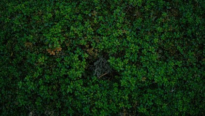 Small foliage with a tiled moss backdrop, suitable for editorial header background