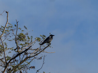 Hooded Crow Sitting High on Bare Tree Branch