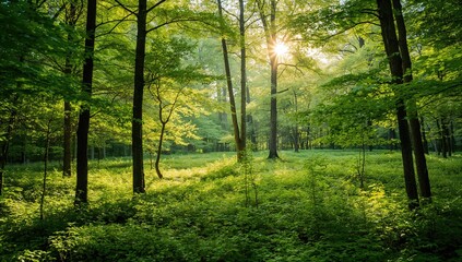 Obraz premium Sunlight Filtering Through Trees, Natural Lighting Enhancement