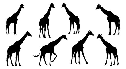 Collection of graceful giraffe silhouettes depicting various stances and movements, perfect for diverse design applications and educational resources © Muginandaru