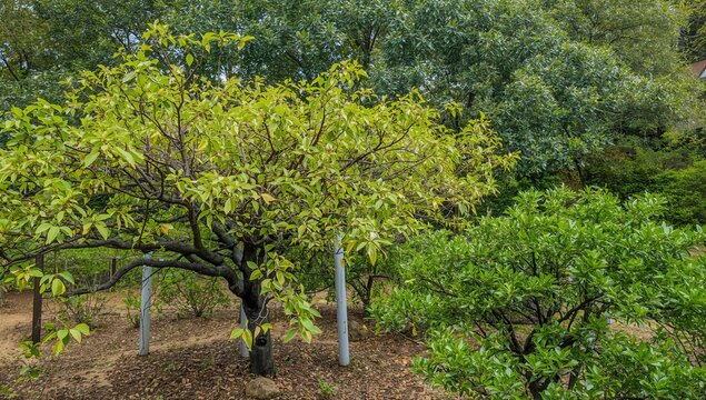 A lush garden showcasing diverse green trees with colorful foliage, reflecting nature's growth and tranquility