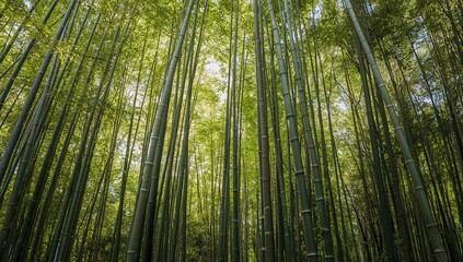 Dense bamboo forest featuring towering green stalks amidst rich foliage, sunlight streaming through the canopy, preservation