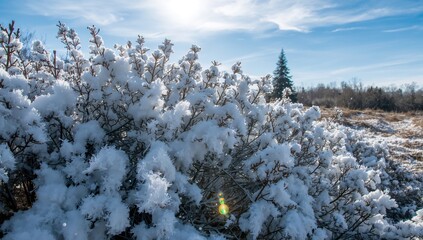 Snow-laden shrub under bright winter sunlight, seasonal change