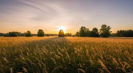 Golden Hour Sunrise Over a Field of Tall Grass with Silhouetted Trees