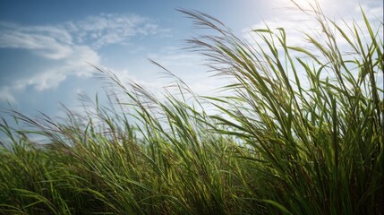 Fototapeta premium Tall green grass blowing in the wind against a bright blue sky