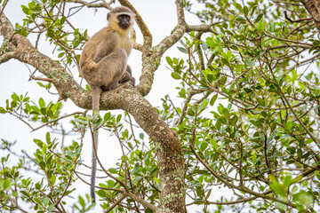 Vervet monkey (Chlorocebus pygerythrus) in a tree, Addo Elephant National Park, South Africa.