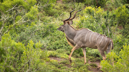 Male greater kudu ( Tragelaphus strepsiceros) looking at the camera, Addo Elephant National Park, South Africa.