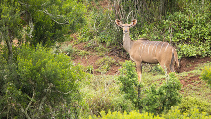 Female greater kudu ( Tragelaphus strepsiceros) looking at the camera, Addo Elephant National Park, South Africa.