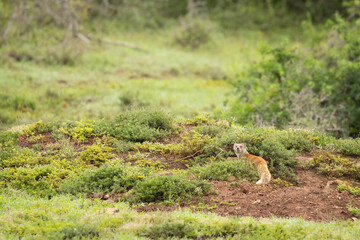 An alert yellow mongoose (Cynictus penicillata) at his den, Addo Elephant National Park, South Africa.