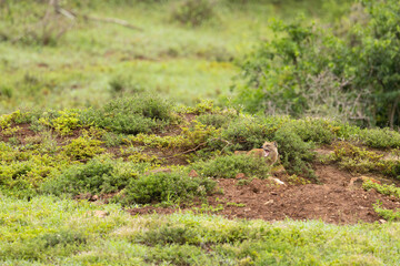 An alert yellow mongoose (Cynictus penicillata) at his den, Addo Elephant National Park, South Africa.