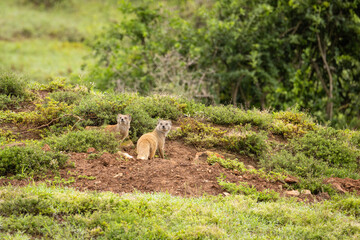 Alerted yellow mongoose (Cynictus penicillata) at a den, Addo Elephant National Park, South Africa.