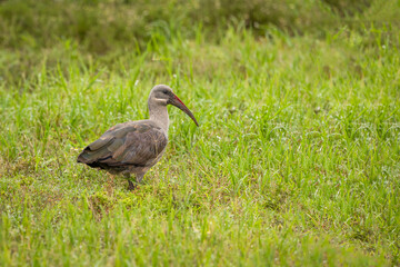 Hadada ibis (Bostrychia hagedash), also called hadeda, Addo Elephant National Park, South Africa.
