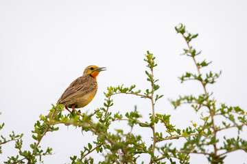 Orange-throated longclaw (cape longclaw) (macronyx capensis) calling, Addo Elephant National Park, South Africa.