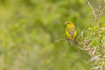 A male yellow canary (Crithagra flaviventris) perched on a branch, Addo Elephant National Park, South Africa.