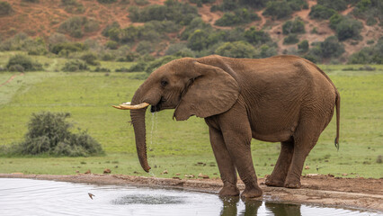 An elephant ( Loxodonta Africana) drinking at a waterhole, Addo Elephant National Park, South Africa.