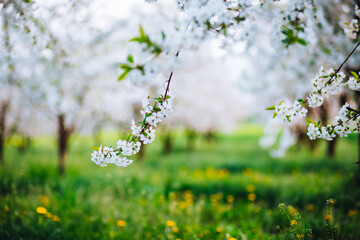 Blossoms bloom in springtime orchard creating a serene nature's beauty on a sunny day.
