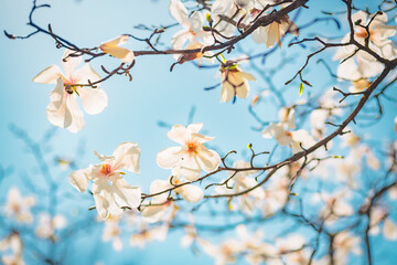 Splendid lush magnolia flowers gracefully adorn bare branches under a bright blue sky in a serene spring setting.
