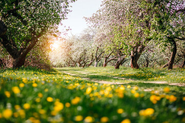 Spring blooms awaken in a vibrant orchard a serene nature's beauty on a sunny day.