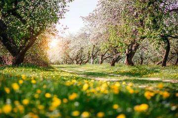 Plexiglas schilderij Wachtkamer Spring blooms awaken in a vibrant orchard a serene nature's beauty on a sunny day.  © Leonid Tit