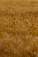 A detailed closeup view of a lush field of golden wheat, which is now ripe and ready to be harvested for agricultural purposes