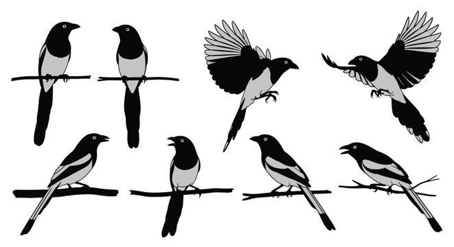 Collection of magpie silhouettes in various poses, perched, flying, and calling