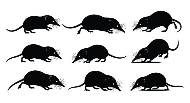 Collection of shrew silhouettes in various poses for design needs and creativity