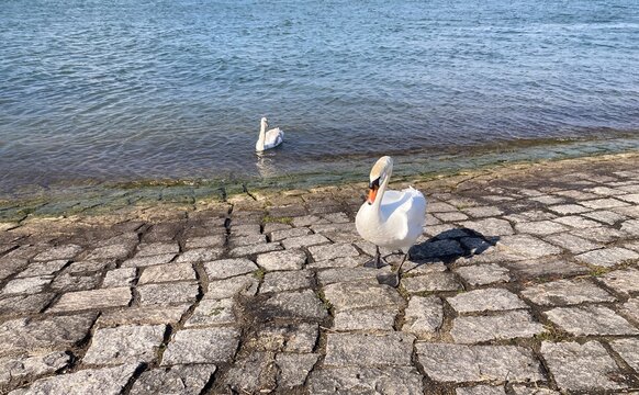 Schwan am steinigen Rheinufer bei Neuried an einem sonnigen M&auml;rztag