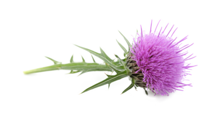 A purple flower with a green stem. The flower is the main focus of the image. The flower is in the center of the image and is surrounded by a white background