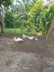 White Ducks Relaxing in a Tropical Backyard, Farm Poultry Resting on Soil